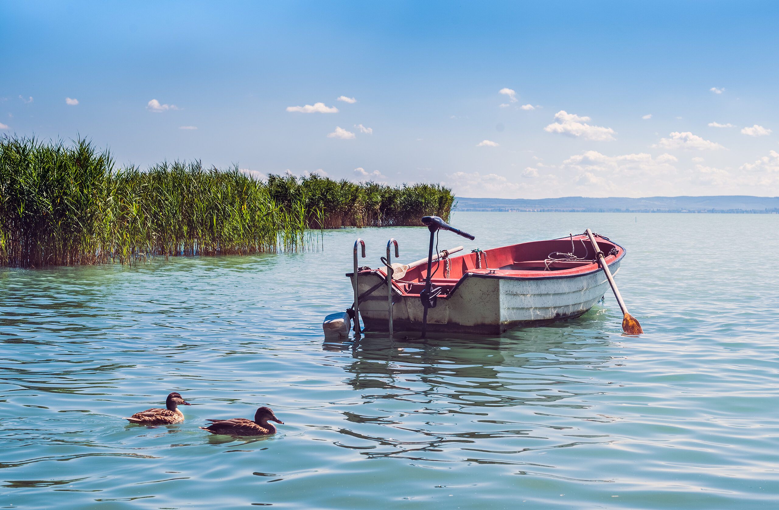 A wooden rowing boat moored beside reed beds on Lake Balaton with two ducks swimming past
