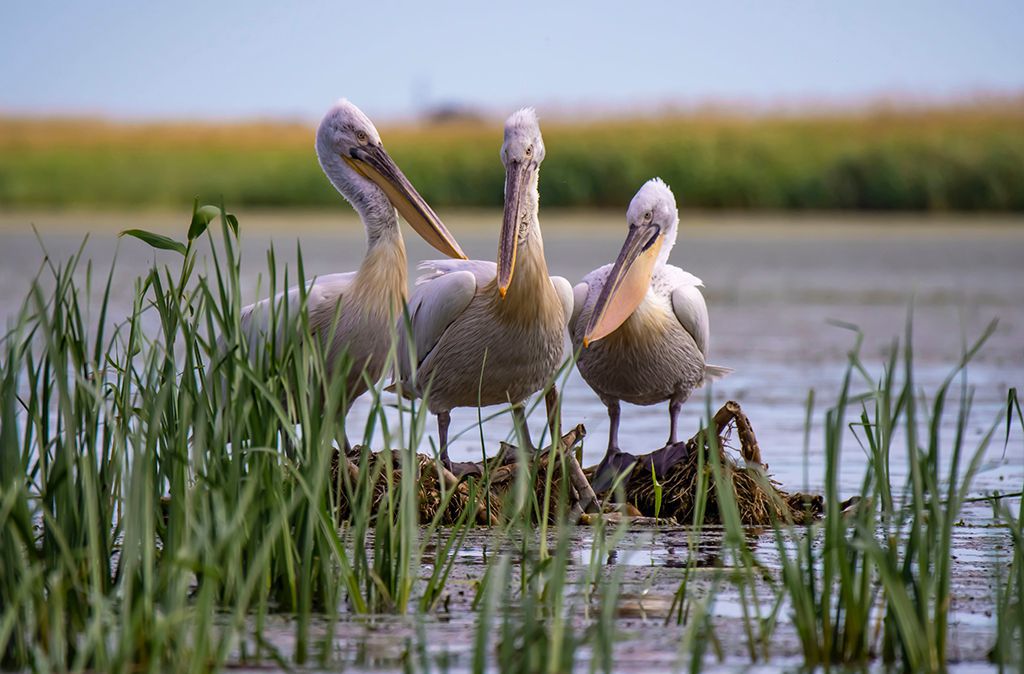 The Danube Delta is the largest remaining wetland in Europe, home to over 300 species of birds.