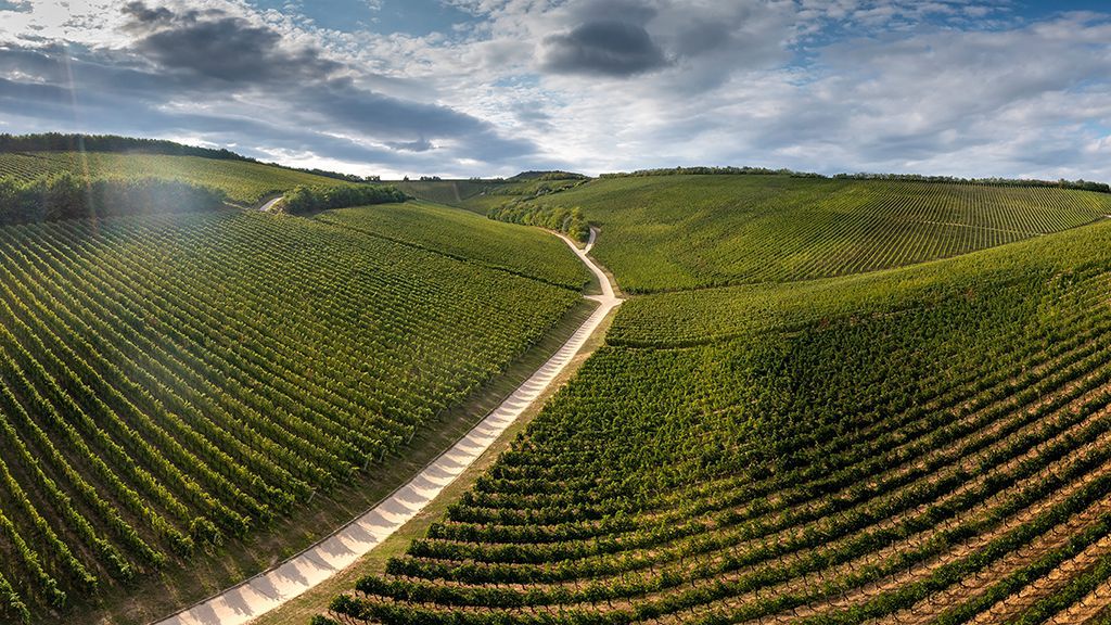 Ride between the vineyards in Villány.