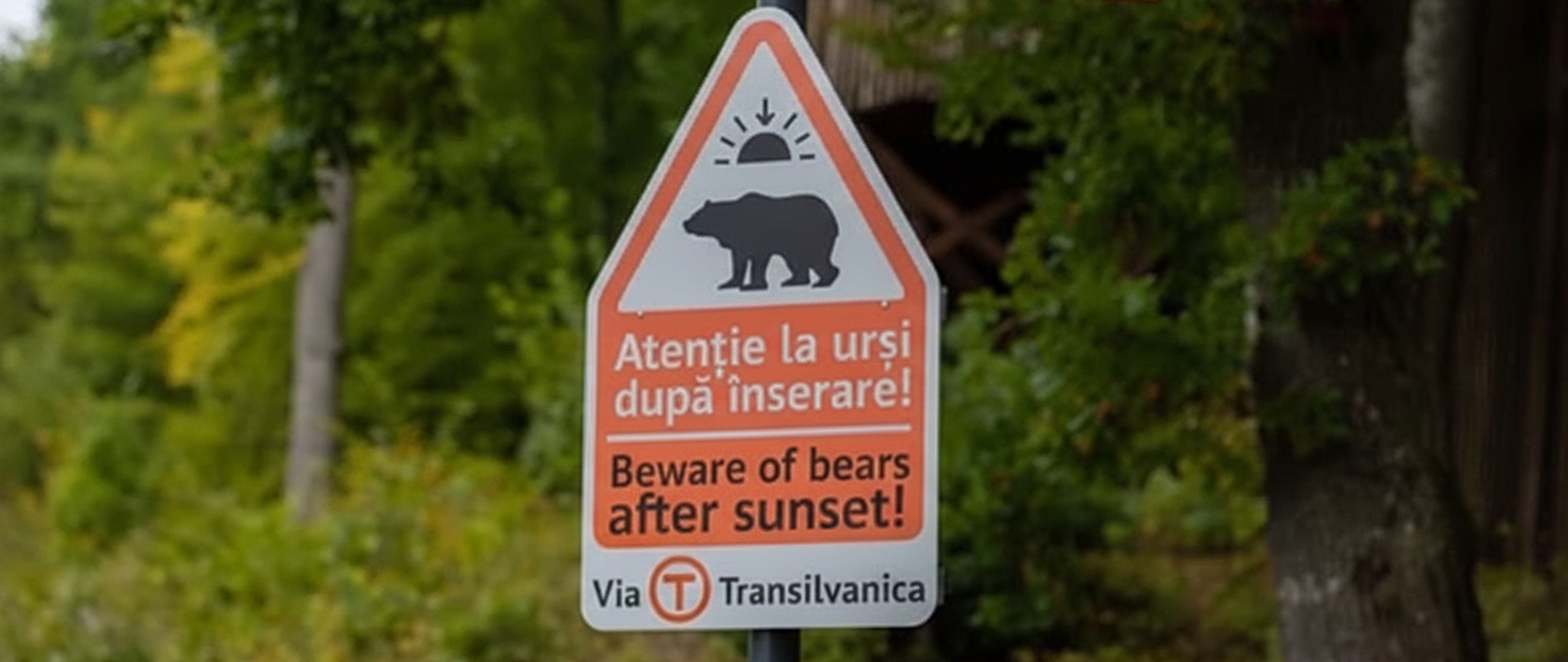 Is Cycling in Romania Safe? Traffic, Dogs, Bears & What to Expect