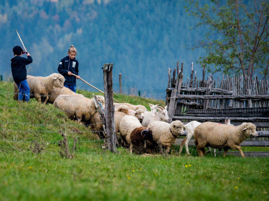 Sheepfolds are a common sight along the Via Transilvanica. In case you meet sheep dogs, dismount and wait for the shepherd.