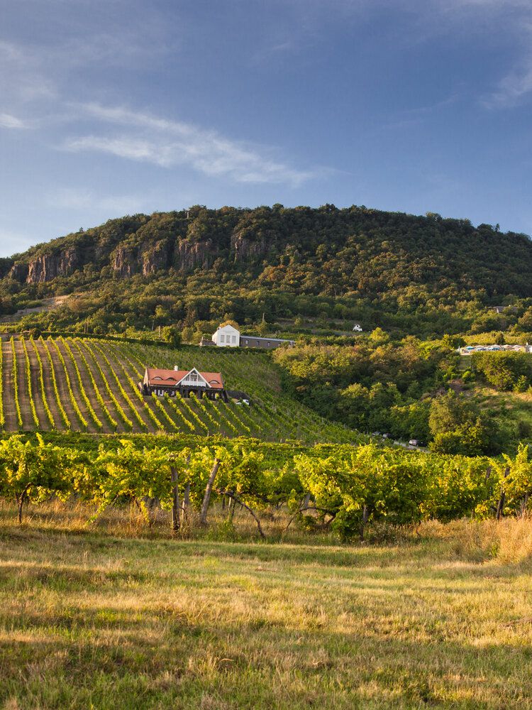 Vineyards climbing the slopes of the Badacsony basalt hill