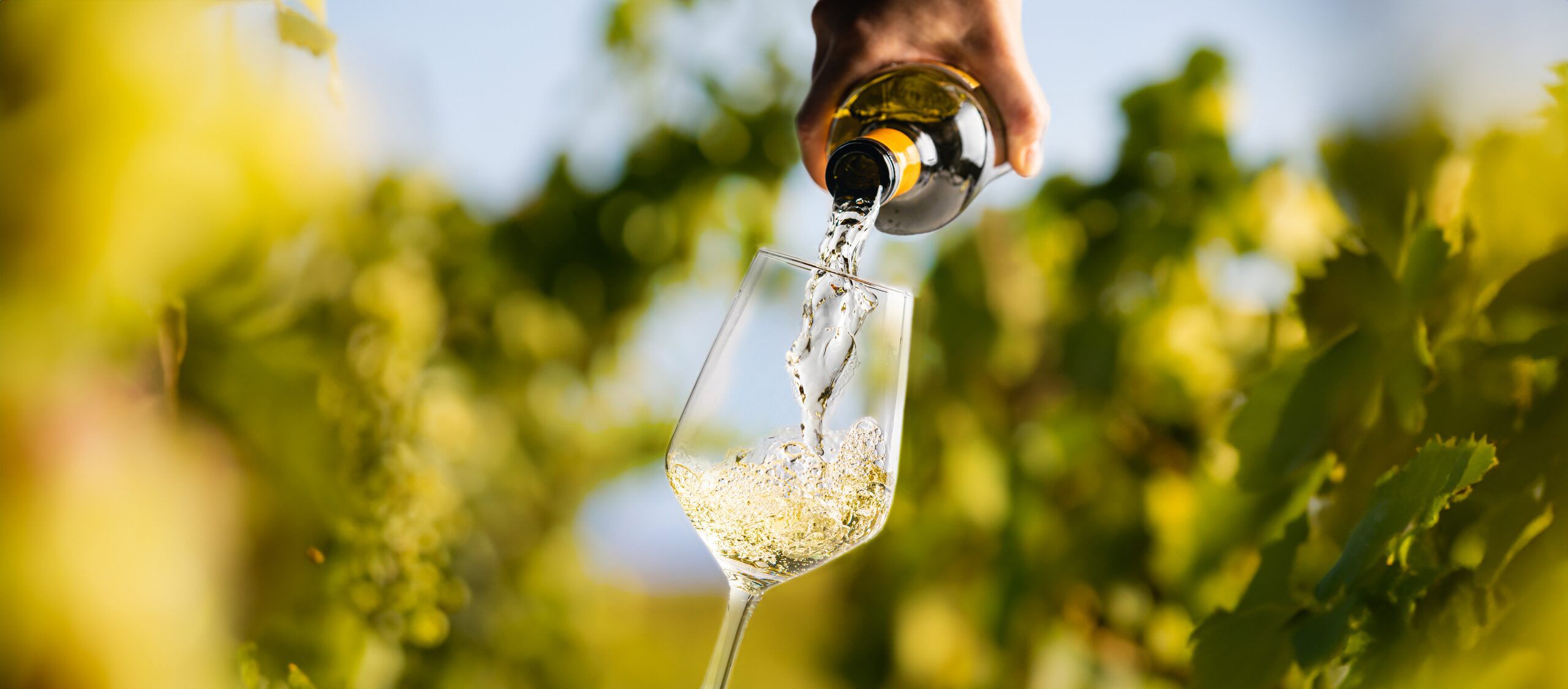 White wine being poured into a glass among sunlit vines