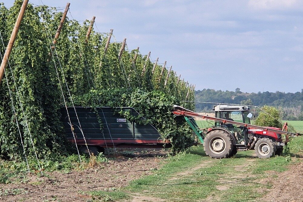 Hop plants pulled off the wires and loaded onto a trailer beside a tractor
