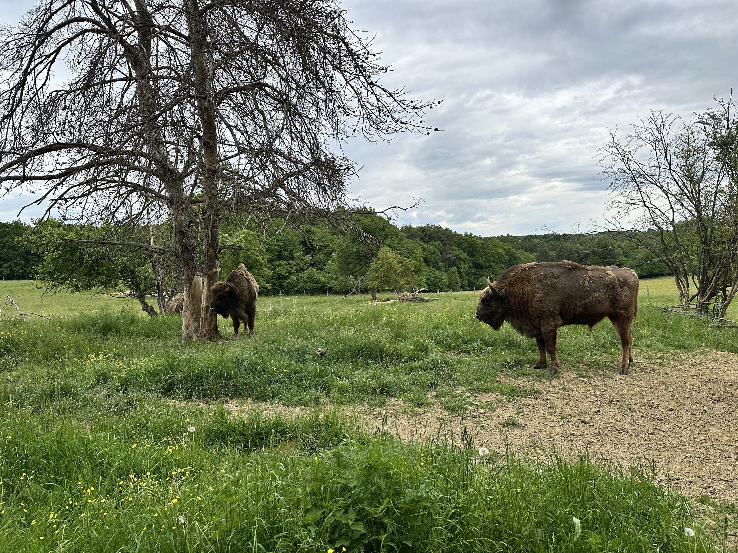 Two European bison grazing in a wooded pasture at Szalafő in the Őrség